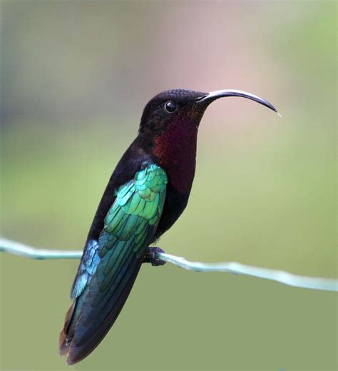 A well-defended territory is what some female hummingbirds find most attractive in a mate ...