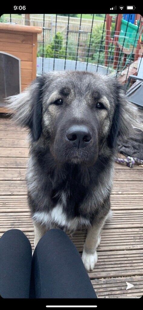 German shepherd x Caucasian shepherd dog | in Chesterfield, Derbyshire ...