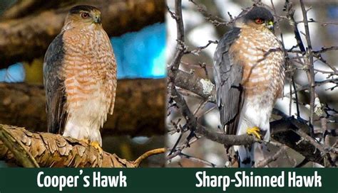 Cooper’s Hawks vs Sharp-Shinned Hawks: What’s the Difference? - Optics Mag