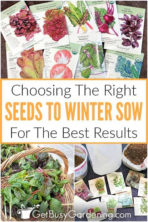 How To Choose The Best Seeds For Winter Sowing in 2024 | Winter ...