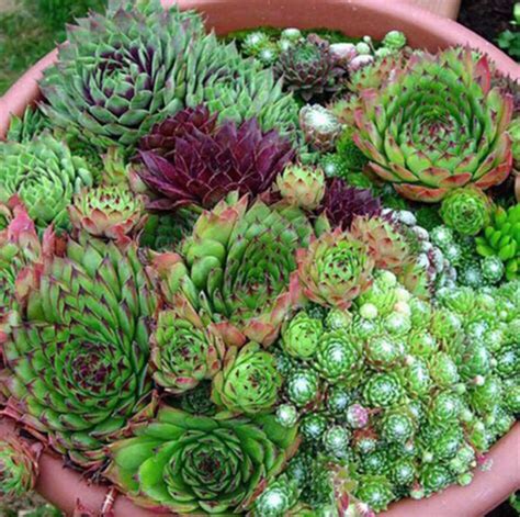 Hens & Chicks Succulent Seeds | Etsy