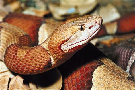 Copperhead | venomous, North America, habitats | Britannica