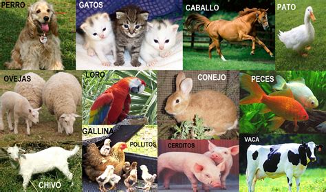 Los Animales Domesticos