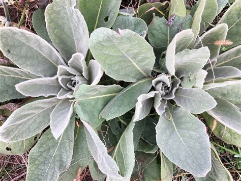 Great Mullein – Truelove Seeds