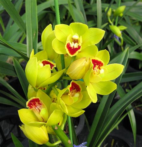 Egg-stra Beautiful Yellow Orchids for Easter | Orchidaceous! Orchid Blog