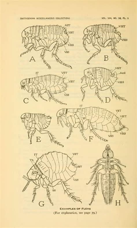 Flea Anatomy