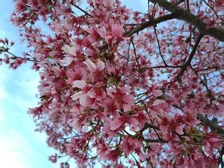 Early-bloom cherry tree flowers | Down the street from my pl… | Flickr