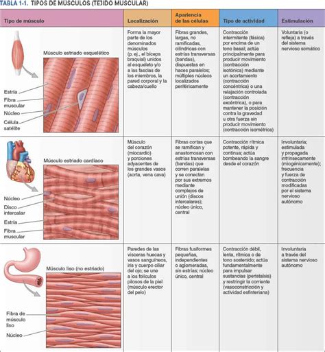 07. Tejido y Sistema Musculares | Enfermería