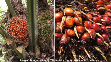 Types of Palm Fruits (With Pictures and Names) - Identification Guide