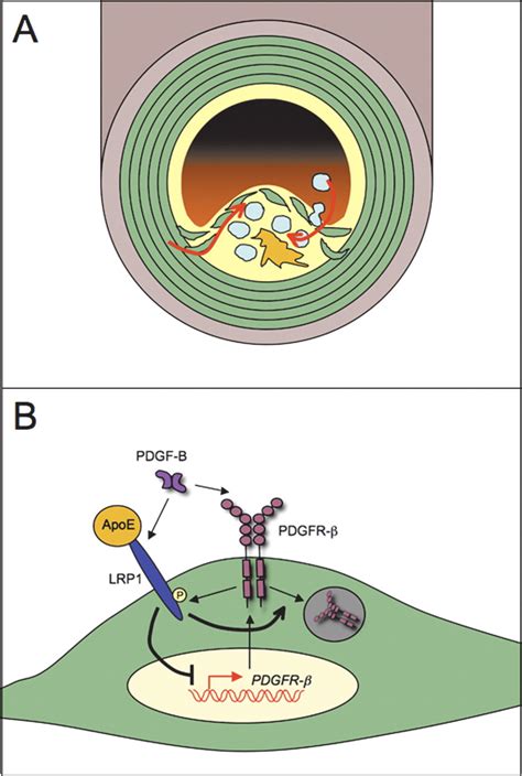 Role of platelet-derived growth factors in physiology and medicine