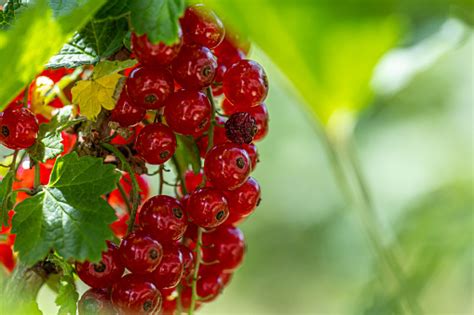 Kismis Merah Matang Dengan Daun Hijau Di Semaksemak Closeup Sebagai Latar Belakang Foto Stok ...