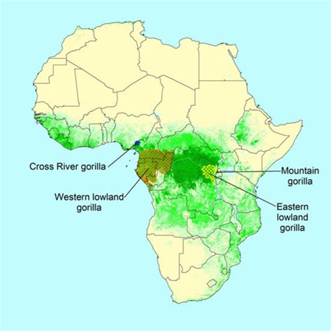 Cross River Gorilla - A Critically Endangered Species | HubPages