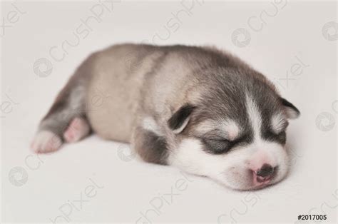 Pasgeboren siberische husky puppy leeftijd van 1 dagen husky honden ...