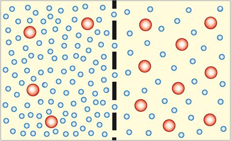 Osmosis Definition in Chemistry and Biology