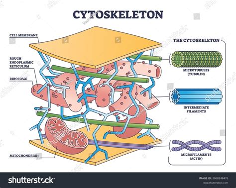 5+ Hundred Cytoskeleton Royalty-Free Images, Stock Photos & Pictures | Shutterstock