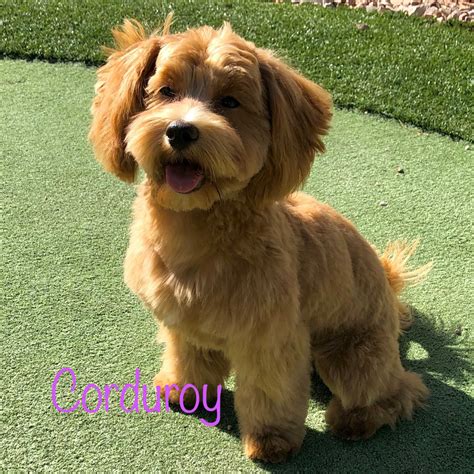 Arizona Mini Shih-Poo Puppies - Shih-Poo Puppy Sales