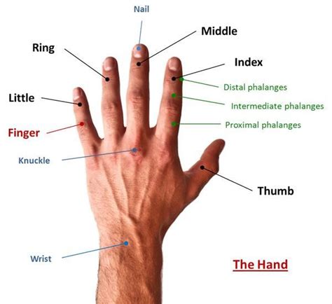 Lingolistic on Twitter | English vocabulary, English language learning, Learn english