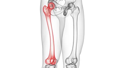 What's the largest bone in the human body? (What about the smallest ...