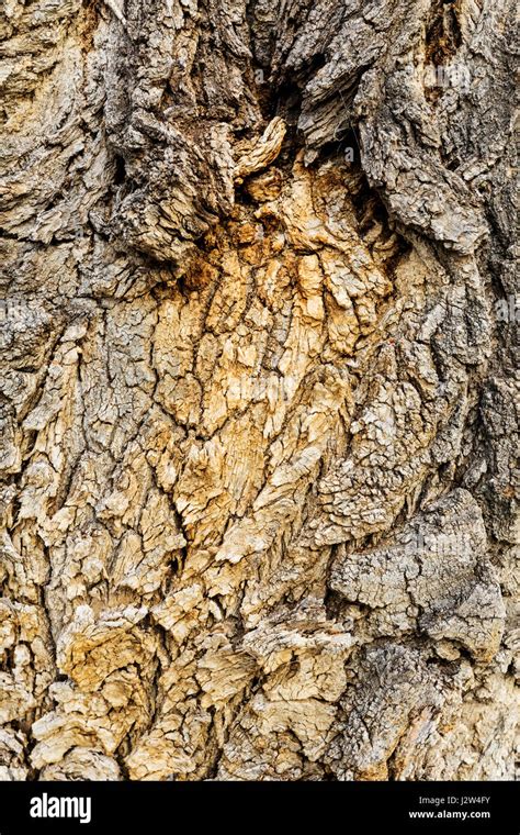 Close-up of bark on large old Cottonwood Tree; Vandaveer Ranch; Salida ...