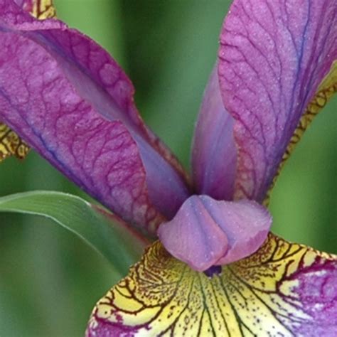 Siberian Iris | Plants, Iris, Garden