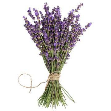 Bunch Of Lavender Flowers, Sprig, Purple, Flat Design PNG Transparent Image and Clipart for Free ...