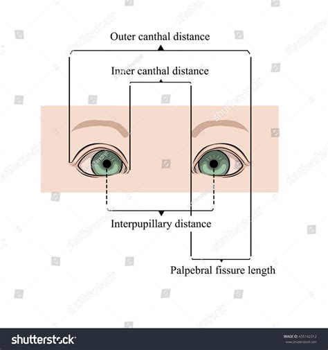 Eye Measurement Illustration - 435142312 : Shutterstock