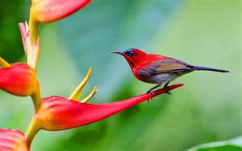 Macam-macam Jenis Burung Kolibri Beserta Gambarnya Lengkap! – Dunia Fauna