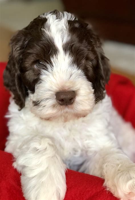 Great Bridge Australian Labradoodles — Australian Labradoodle puppy Prices