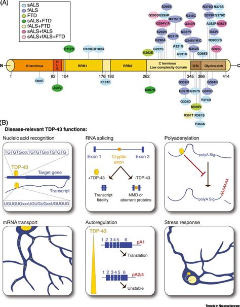 Connecting TDP-43 Pathology with Neuropathy: Trends in Neurosciences