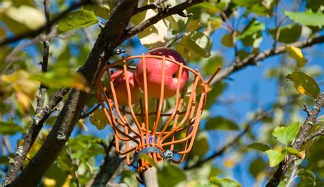 4 Tools You Need For Picking Apples - Hobby Farms