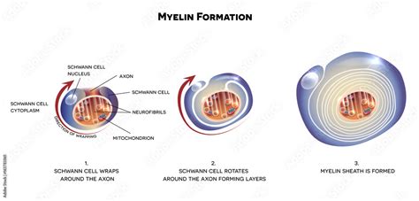 Myelin sheath of the neuron. A schwann cell envelops and rotates around the axon forming myelin ...