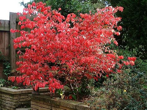 Euonymus alatus 'Compactus' - Riverside Garden Centre