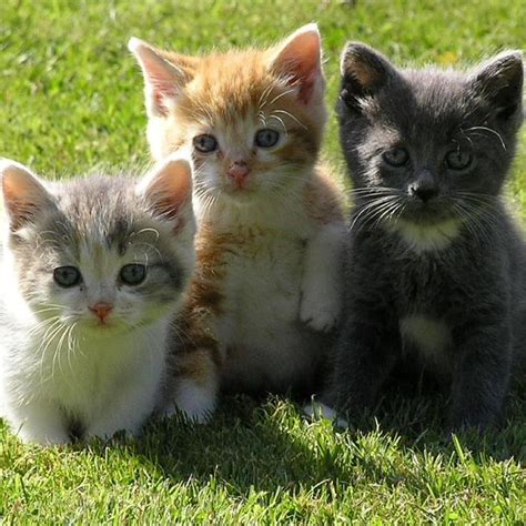 Sadaf's English => Site: 3 little kittens (Extra Credit)