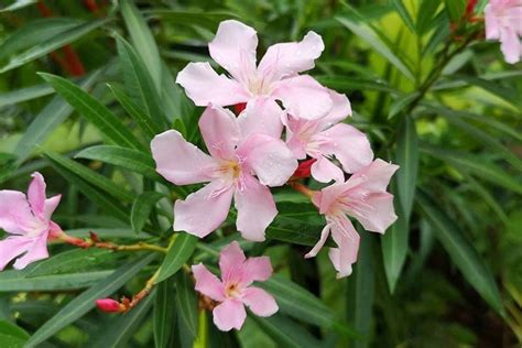 9 of the Best Oleander Varieties | Gardener’s Path