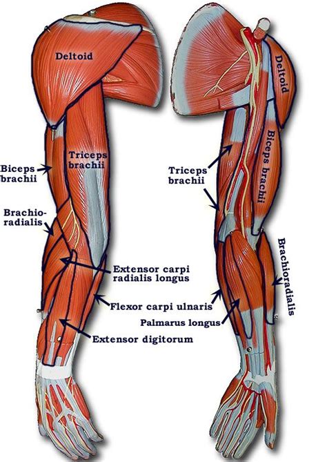 Lab 8--The Arm Muscles | Muscle anatomy, Body anatomy, Human anatomy