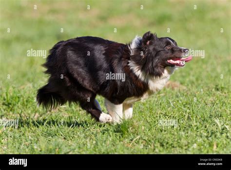 Australian Shepherd, black-bi, running Stock Photo - Alamy