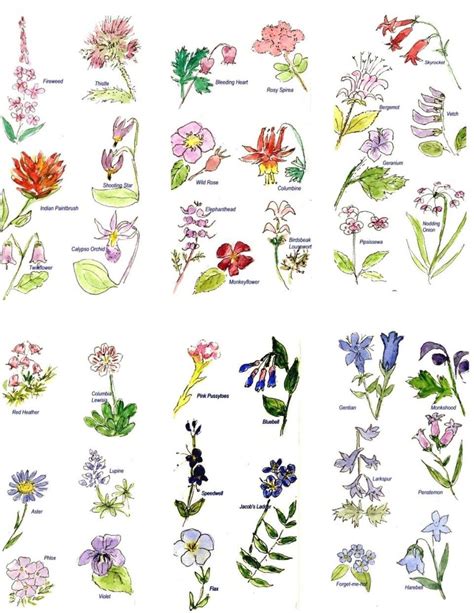 How Types Of Wildflowers With Names Is Going To Change Your Business Strategies | types of ...