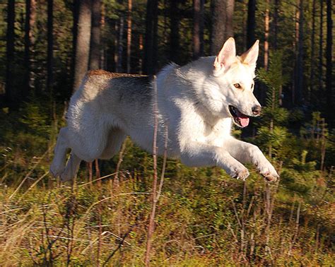 Kunming Wolfdog Breed Guide - Learn about the Kunming Wolfdog.