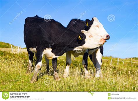 Two cows in a farm field stock photo. Image of clifden - 122639884