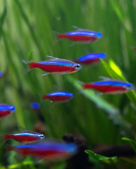 Cardinal Tetra - Learn About Nature