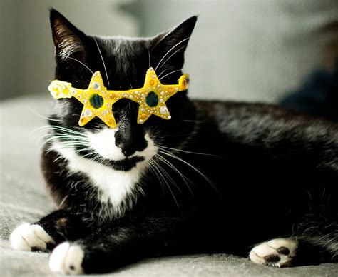 Star-Shaped Cat Glasses / Baby you're a star by NotsoKittyShop