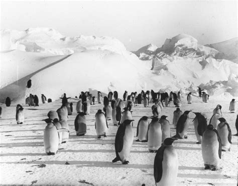 Emperor penguin colony in Discovery at Dundee Heritage Trust