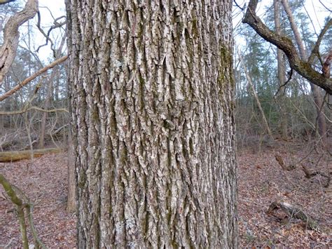 Maryland Biodiversity Project - Southern Red Oak (Quercus falcata)