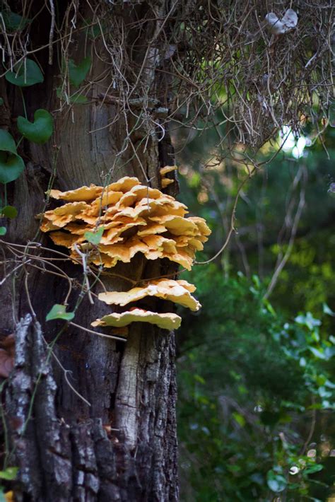 Is This Mushroom Poisonous? - Mushroom Huntress