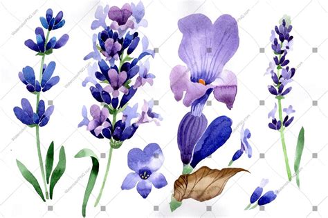 Purple lavender flowers watercolor PNG macro – WatercolorPNG