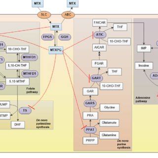 Methotrexate action mechanism. The cellular influx of methotrexate ...