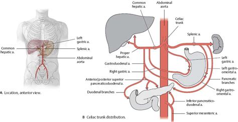 Visceral Therapies – Health Tech India