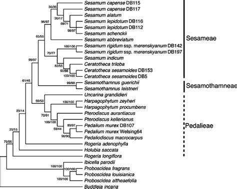 Maximum likelihood tree of Pedaliaceae based on ETS sequences. Numbers... | Download Scientific ...