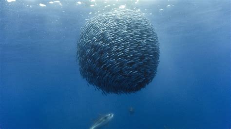 Fondos de Pantalla en Alta Definicion: Cardumen de Peces