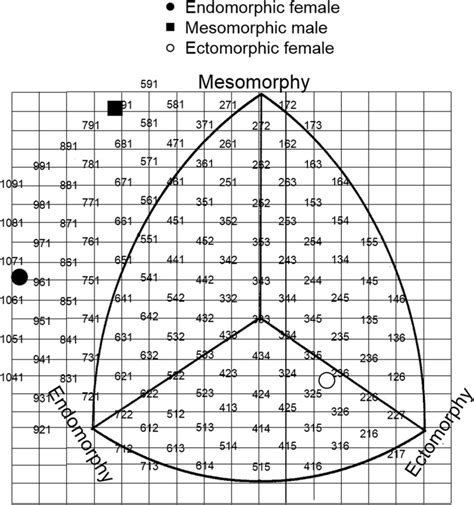 Somatotype representation of the three humans considered according to ...